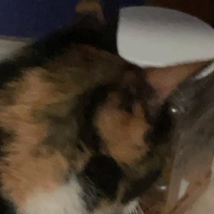 Meet your Posher, Kira